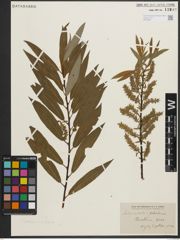 Foto von Salix petiolaris Sm. x Salix rigida Muhl.